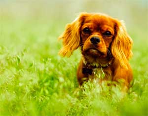 Dog Sitting Outdoors in Grassy Field - and You are Allergic to Grass