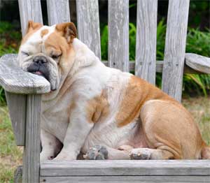 Dog Sleeping while sitting in chair
